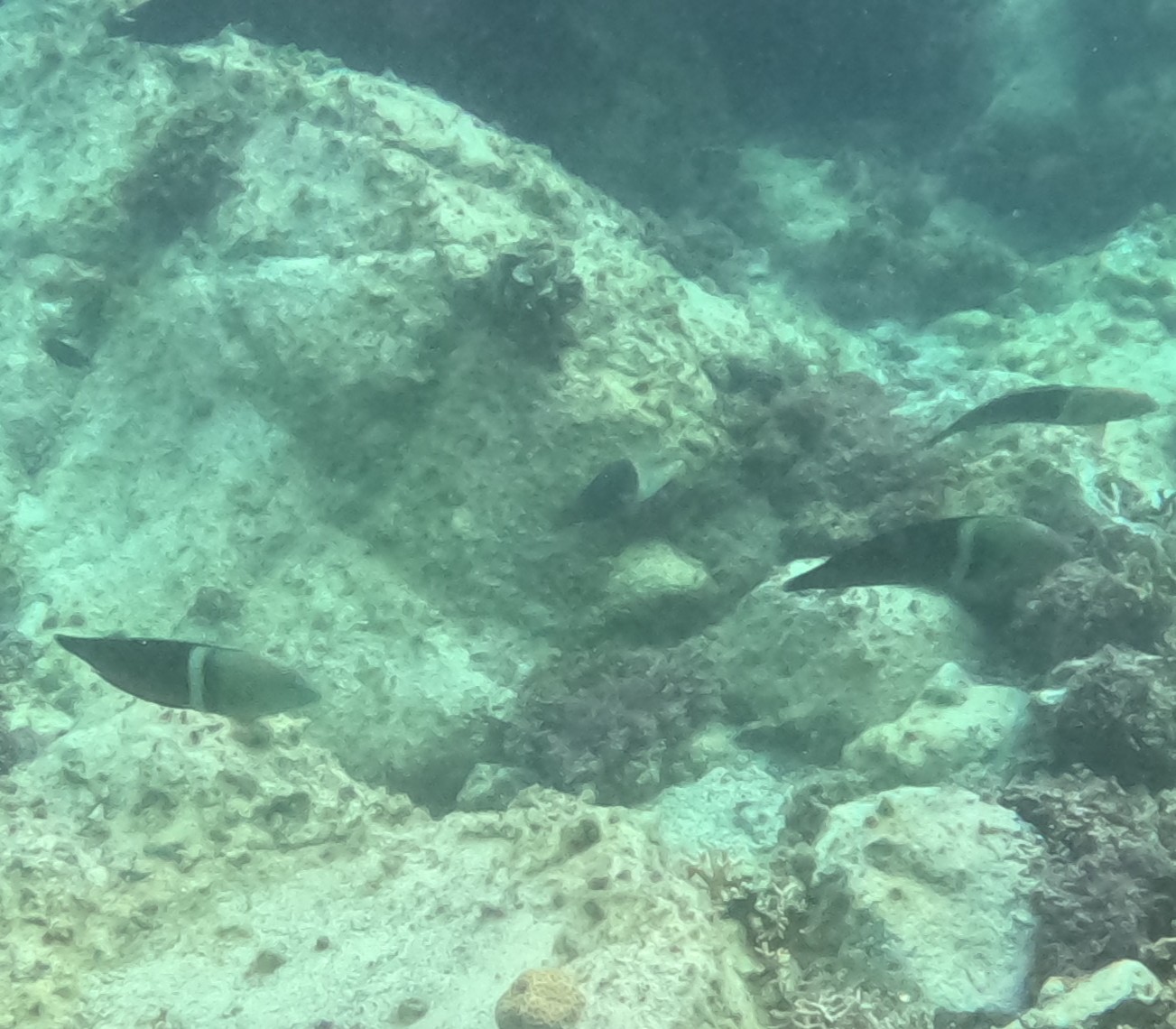 カンムリベラ(幼魚)