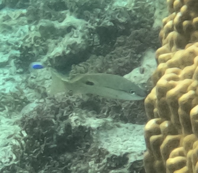 ニセクロホシフエダイ