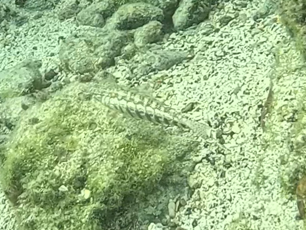 ヨツメトラギス(メス)