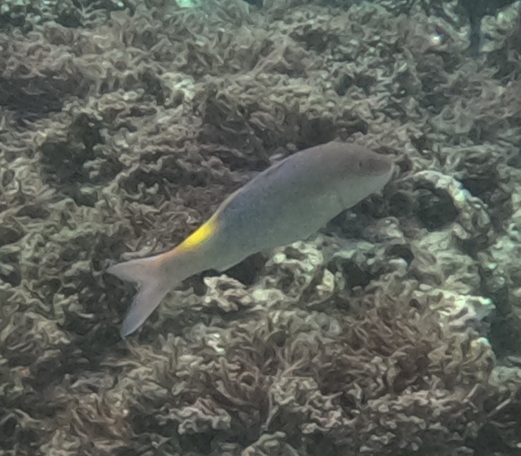 マルクチヒメジ