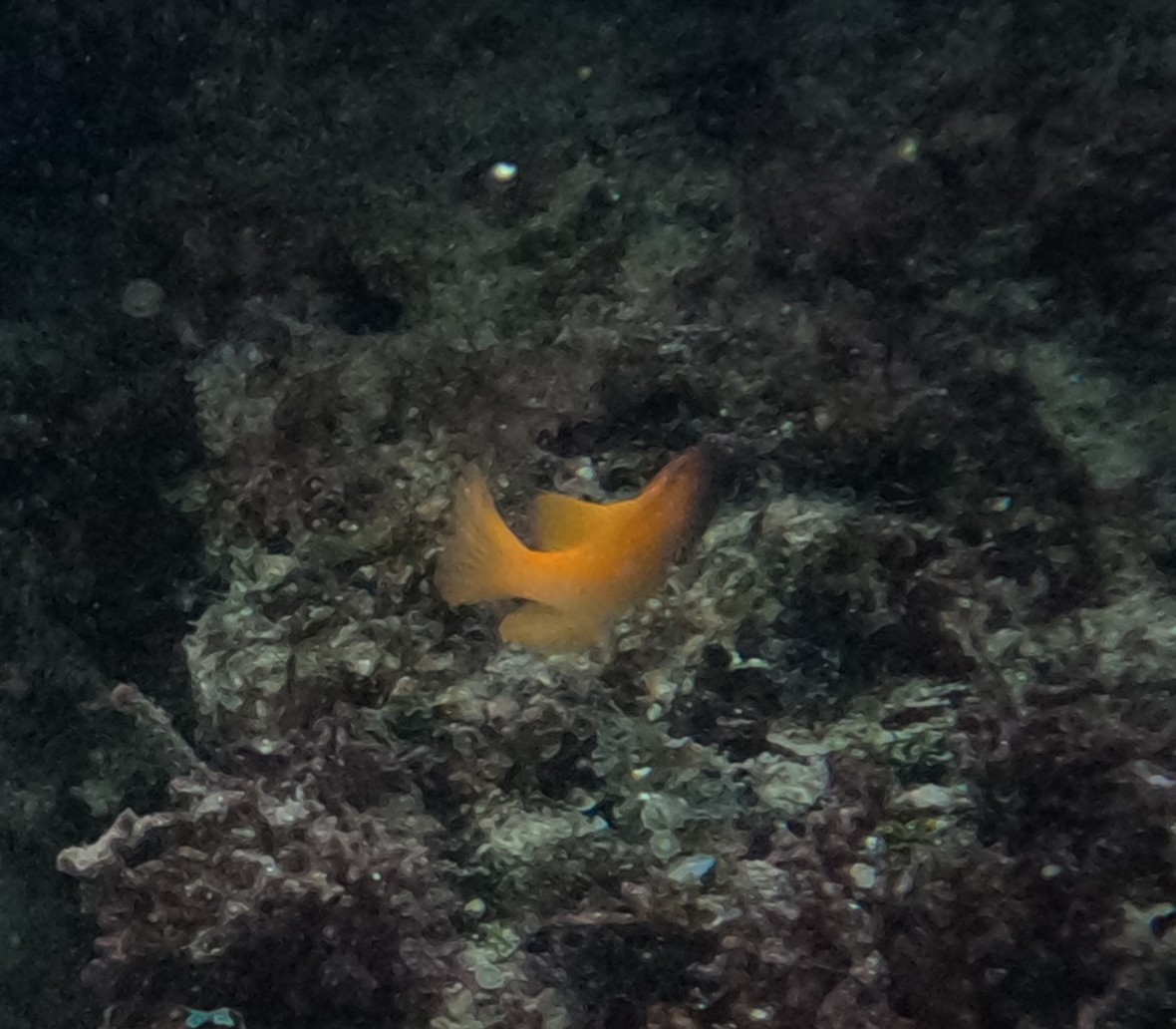 レモンスズメダイ