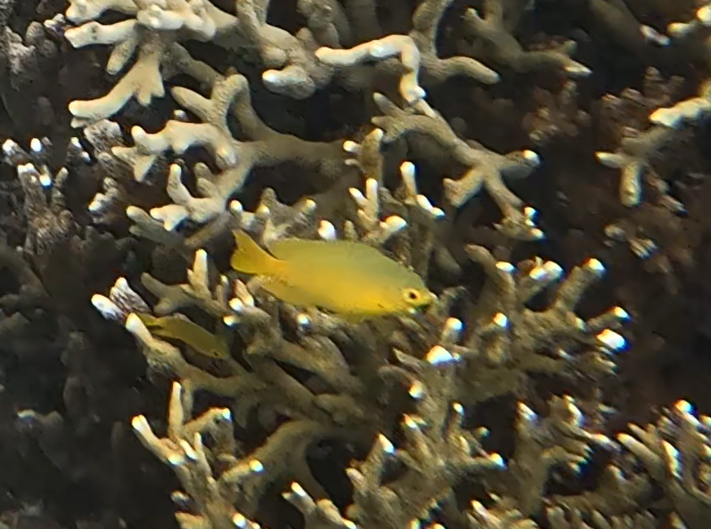 ネッタイスズメダイ