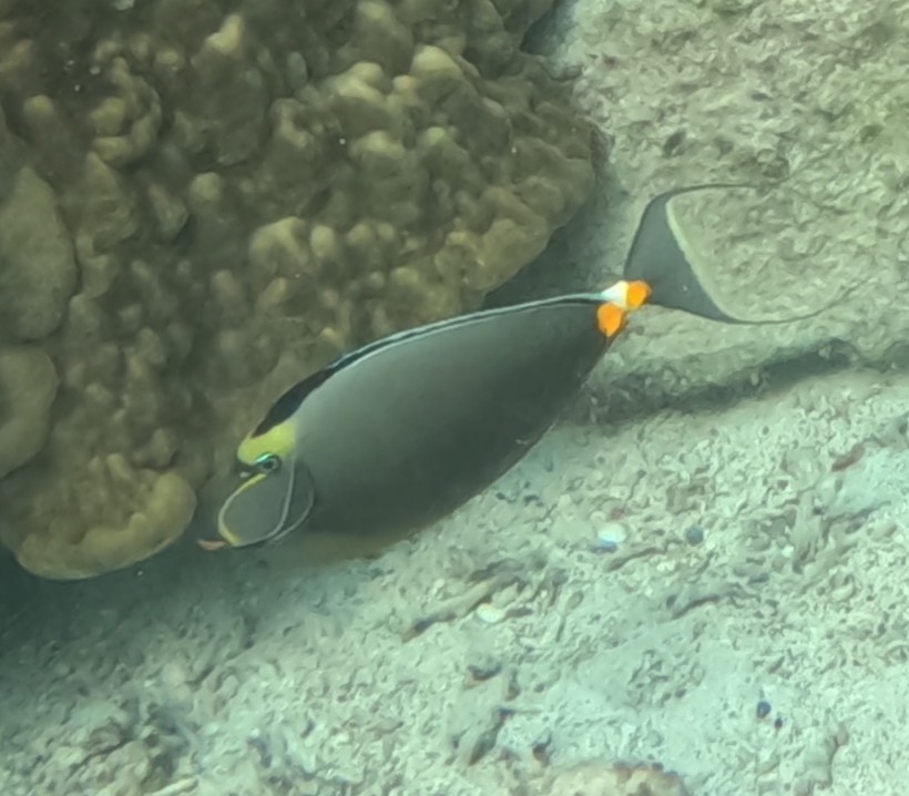 ミヤコテングハギ