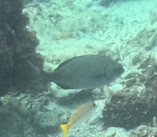 ミナミイスズミ