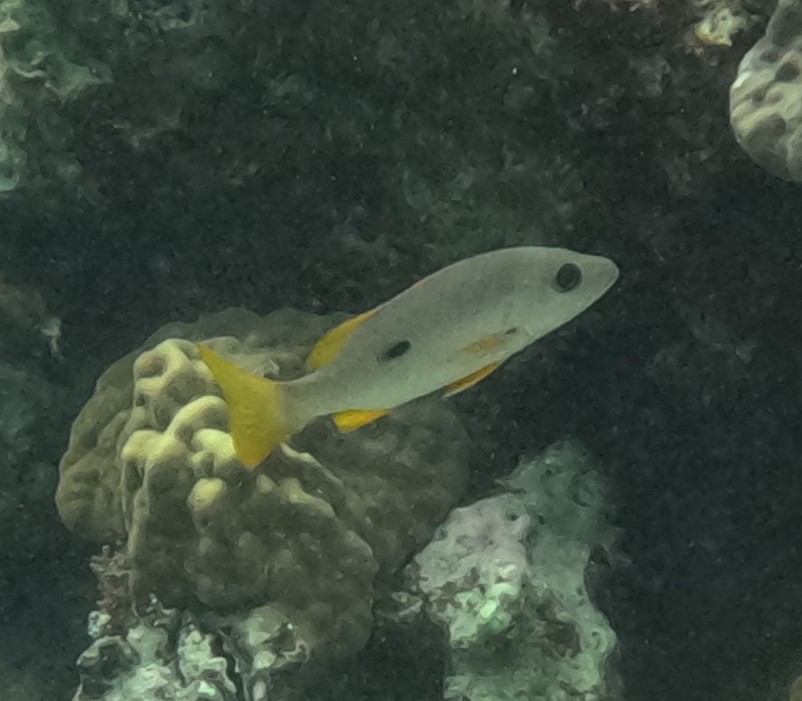 クロホシフエダイ