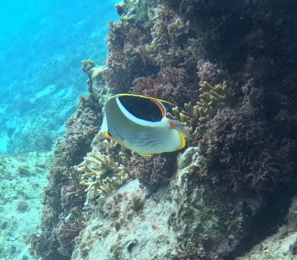 セグロチョウチョウウオ