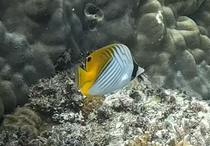 トゲチョウチョウウオ