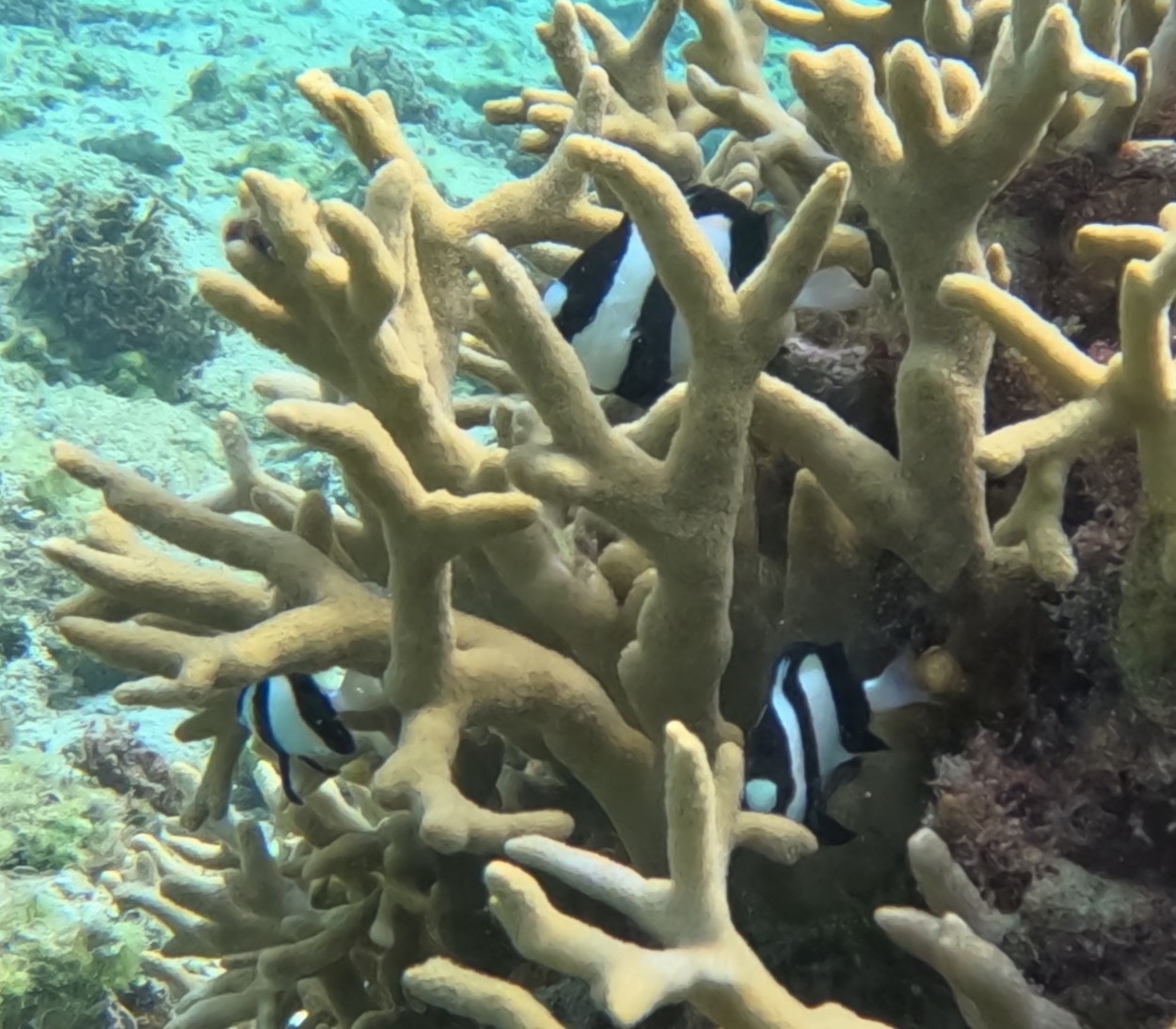 ミスジリュウキュウスズメダイ