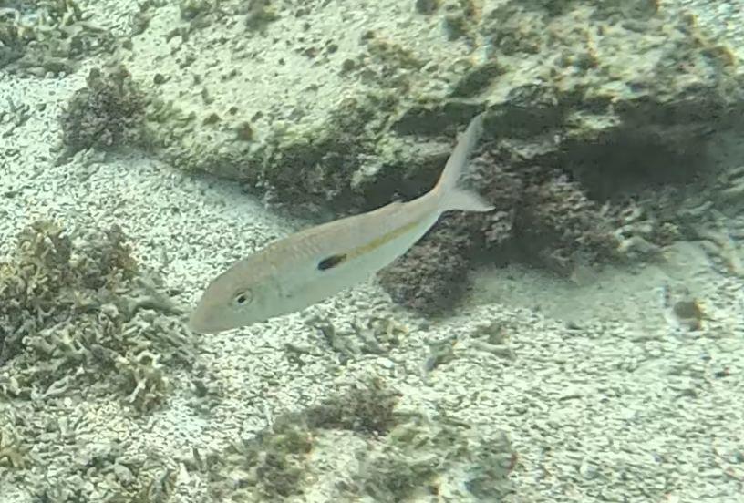 モンツキアカヒメジ