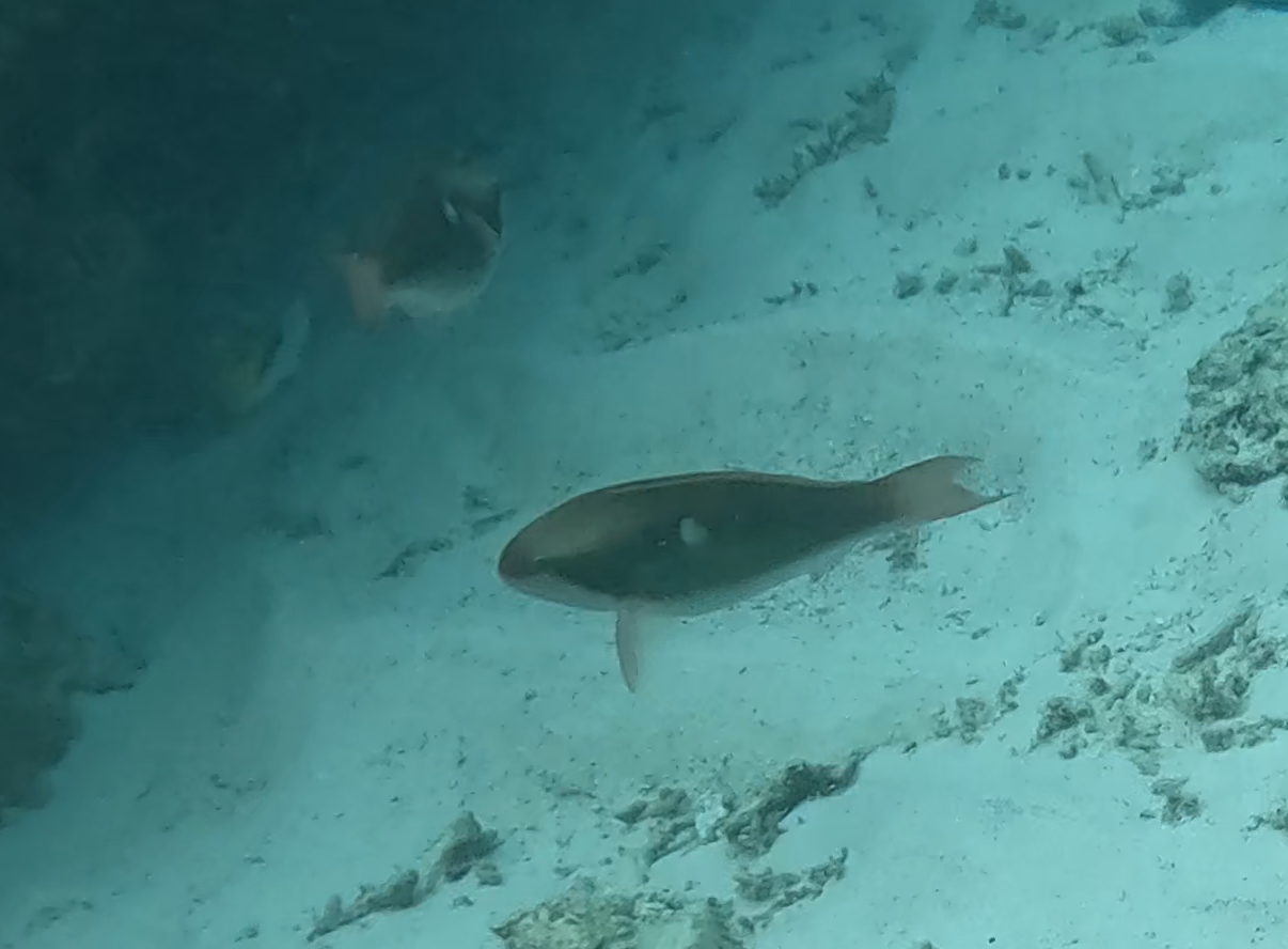 イチモンジブダイ(メス)