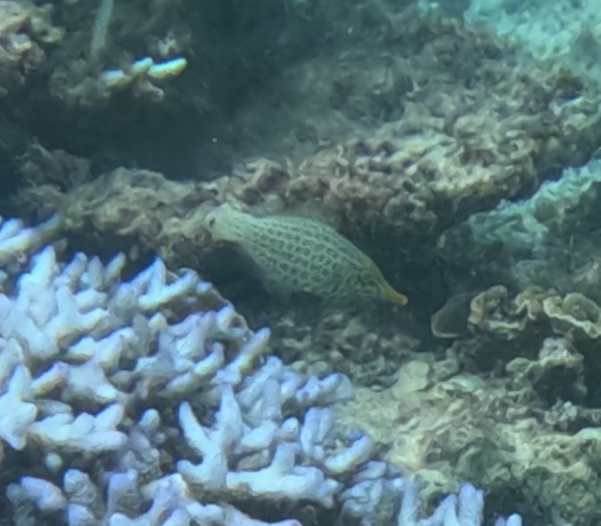 テングカワハギ