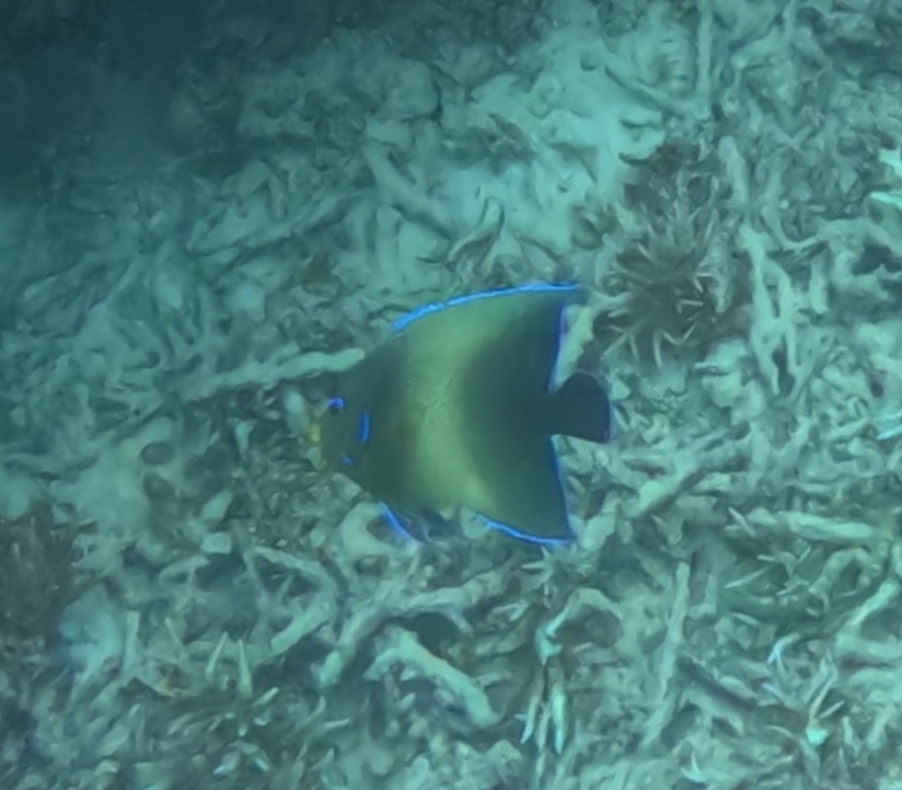 サザナミヤッコ