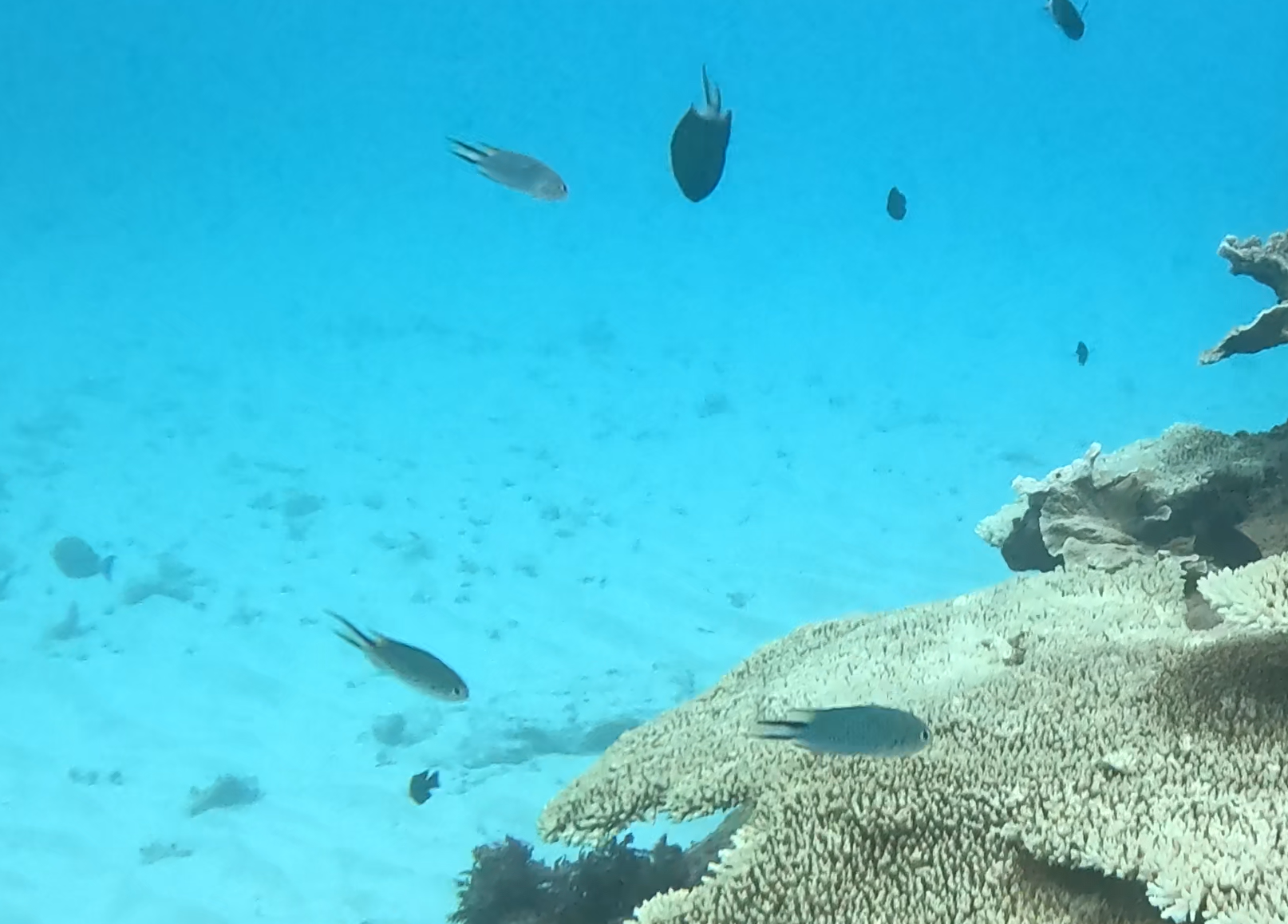 マツバスズメダイ