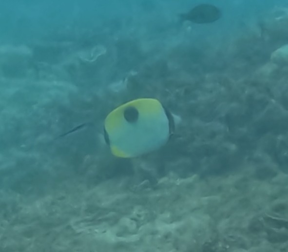 イッテンチョウチョウウオ