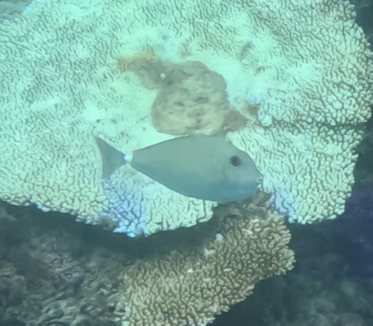 テングハギ(幼魚)