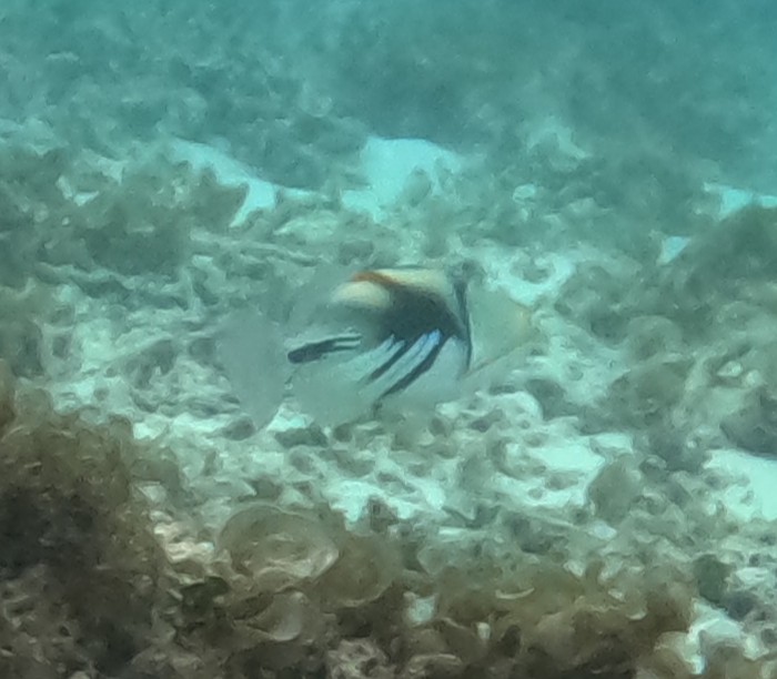 ムラサメモンガラ