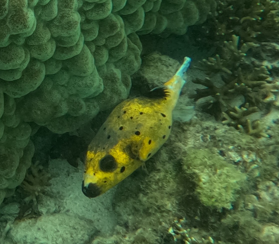 コクテンフグ(黄色)