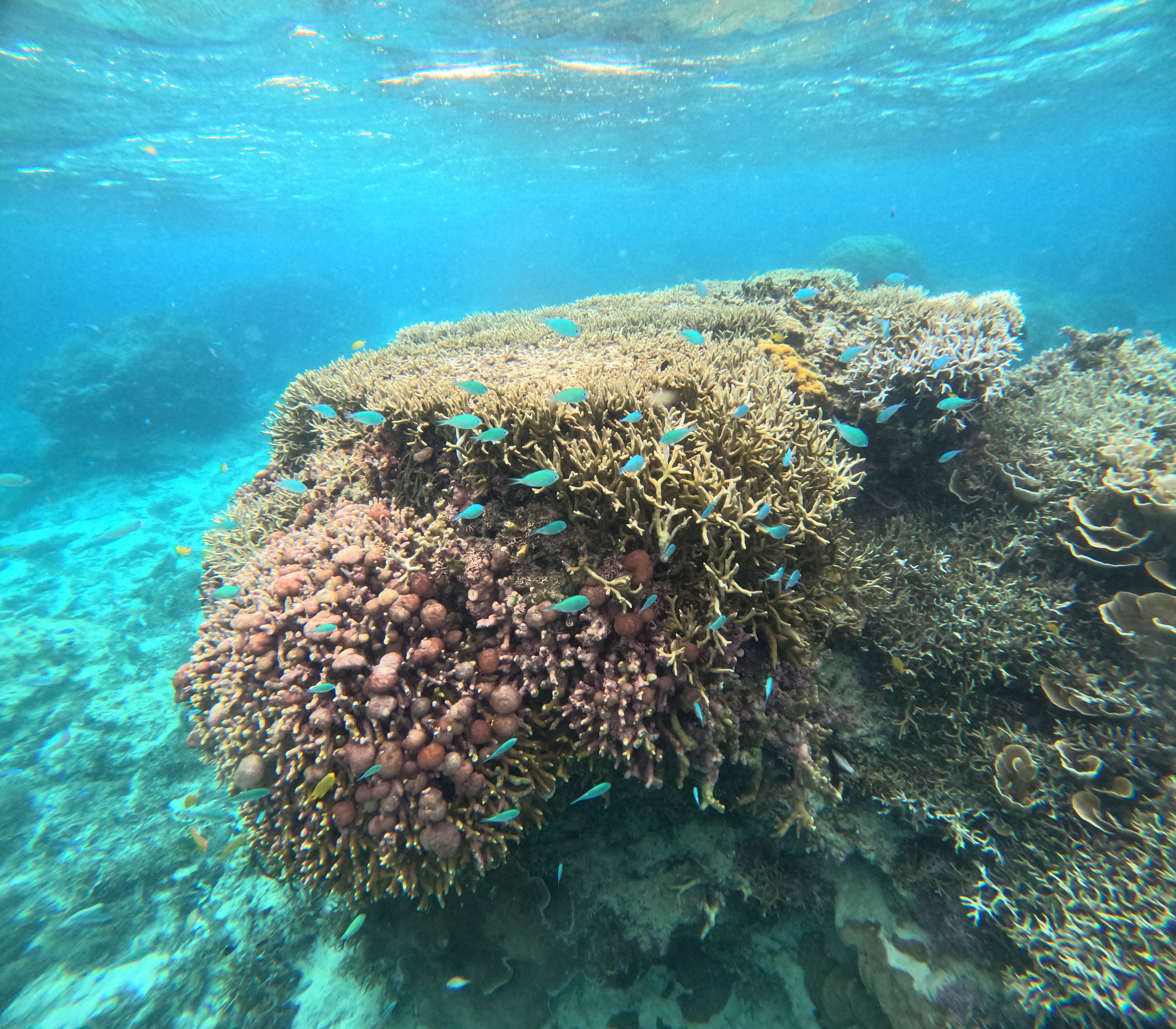 デバスズメダイ