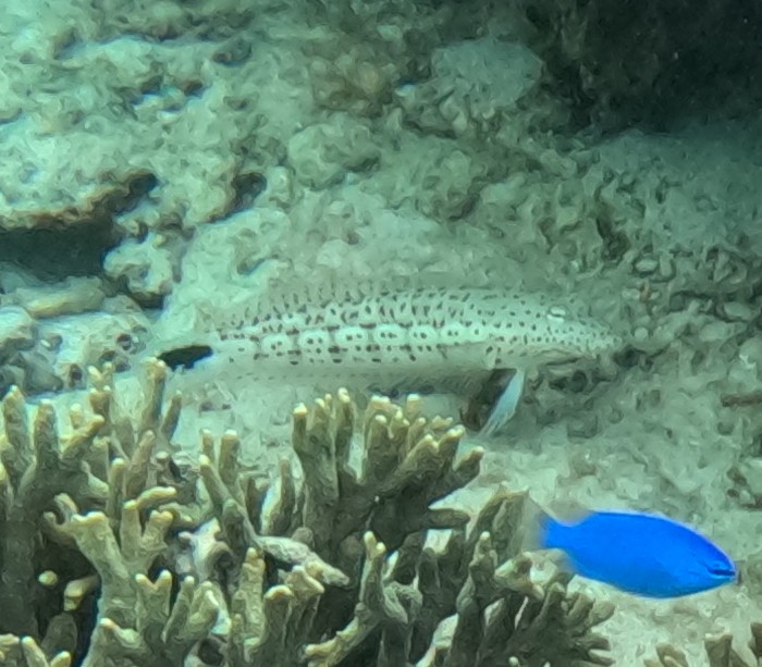 オグロトラギス