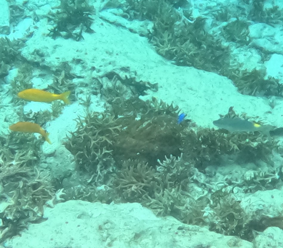 マルクチヒメジ