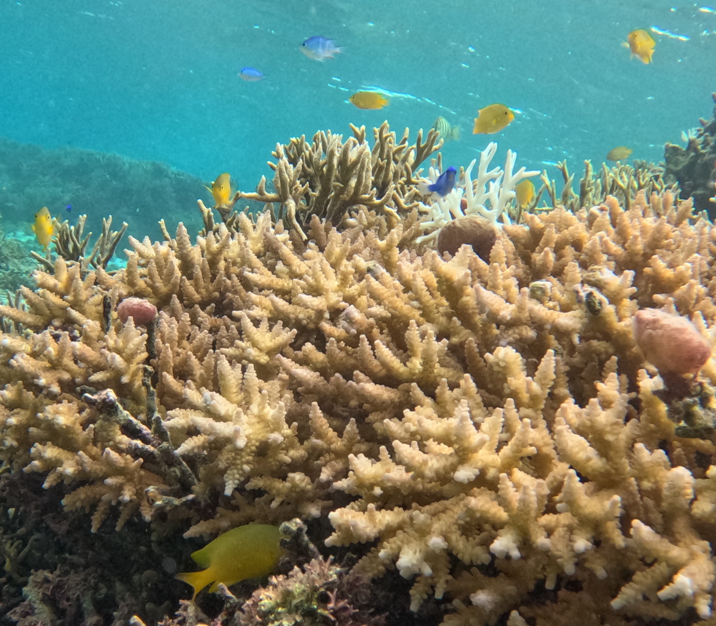 ネッタイスズメダイ