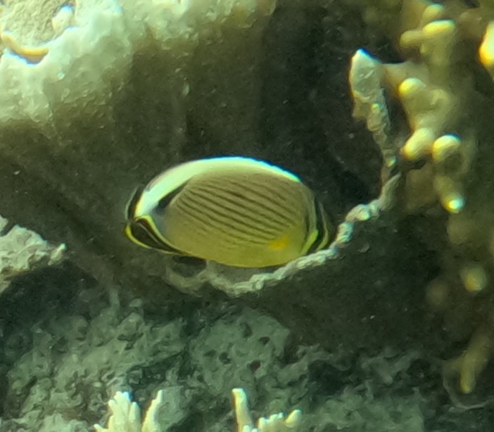 ミスジチョウチョウウオ