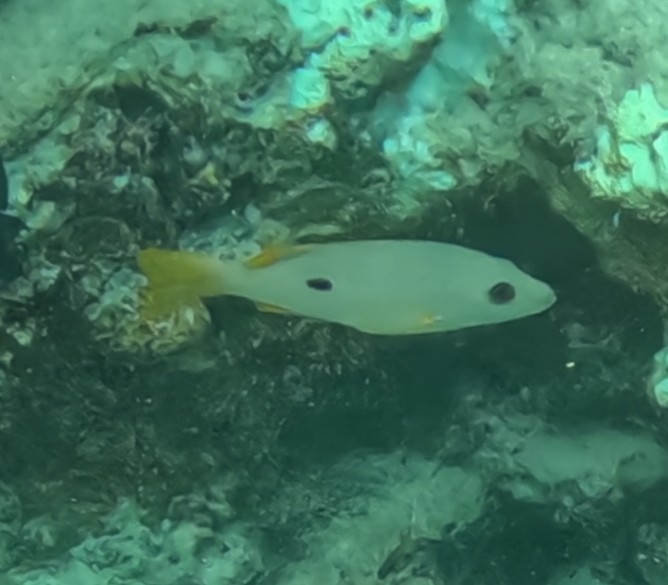 クロホシフエダイ