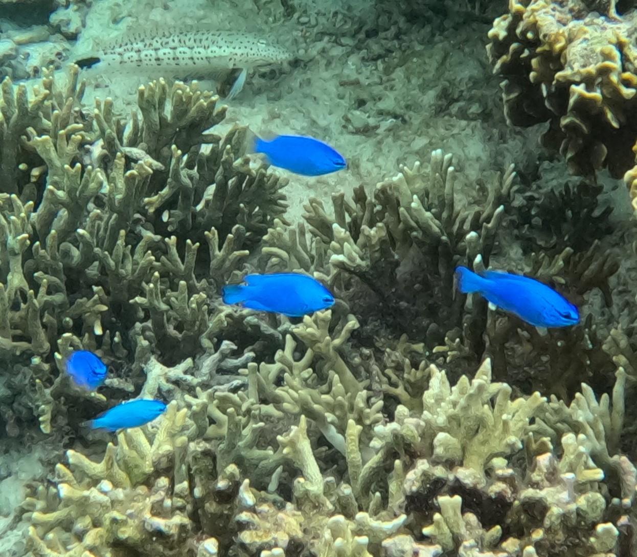 ルリスズメダイ