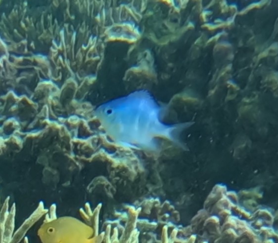 クラカオスズメダイ