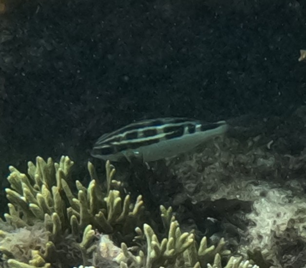 ヨコシマタマガシラ