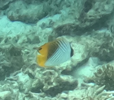 トゲチョウチョウウオ