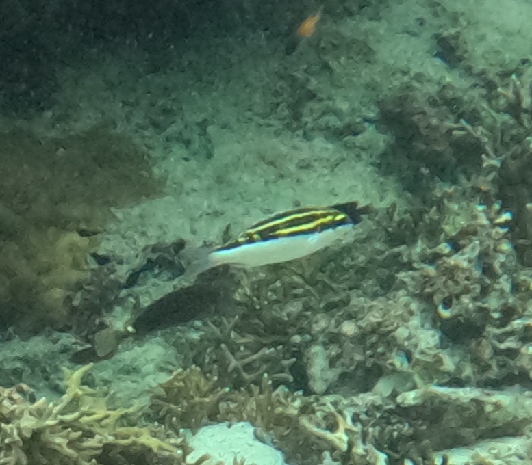 フタスジタマガシラ(幼魚)