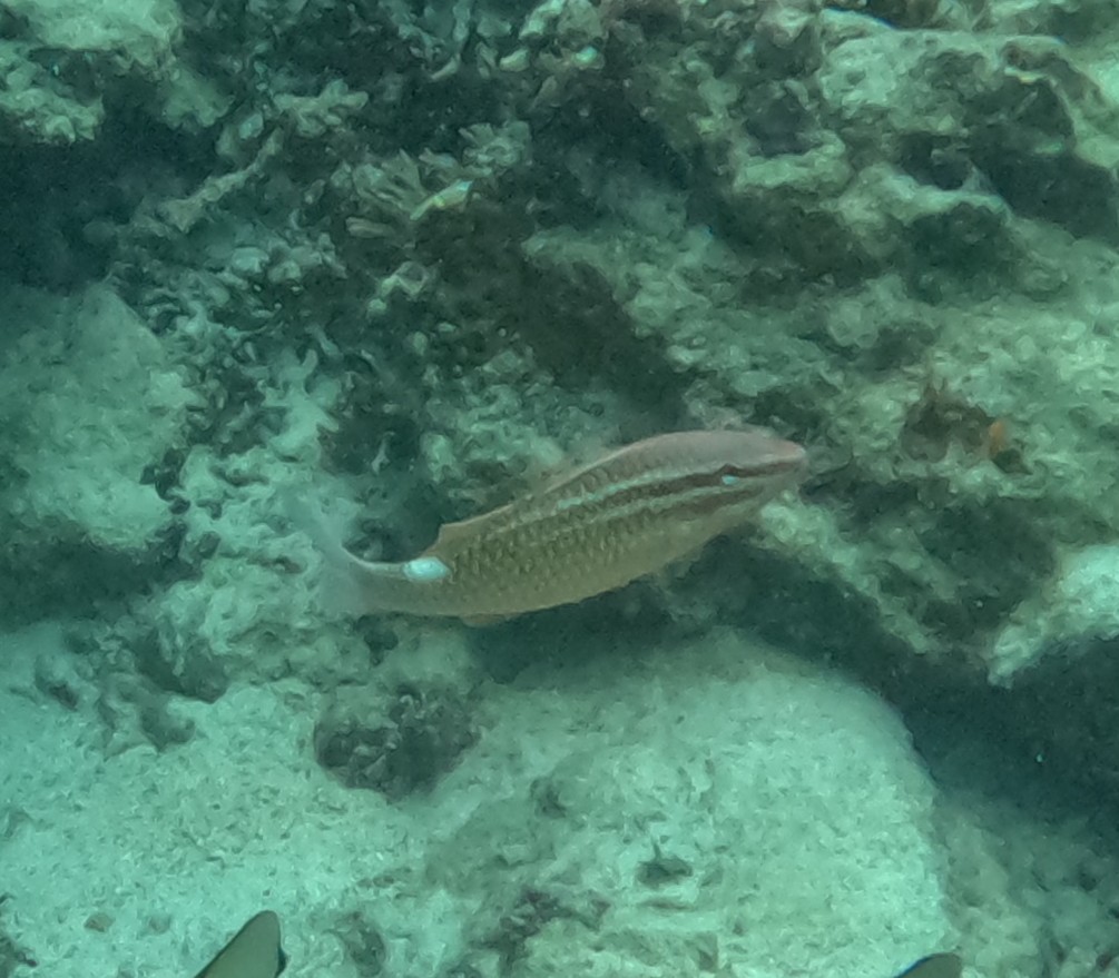 ホウライヒメジ