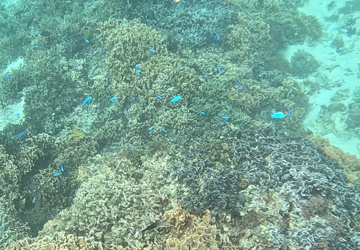 デバスズメダイ