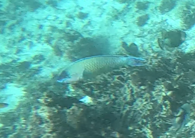 カワリブダイ(オス)