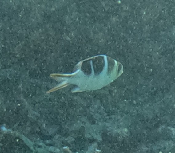 ヨコシマクロダイ