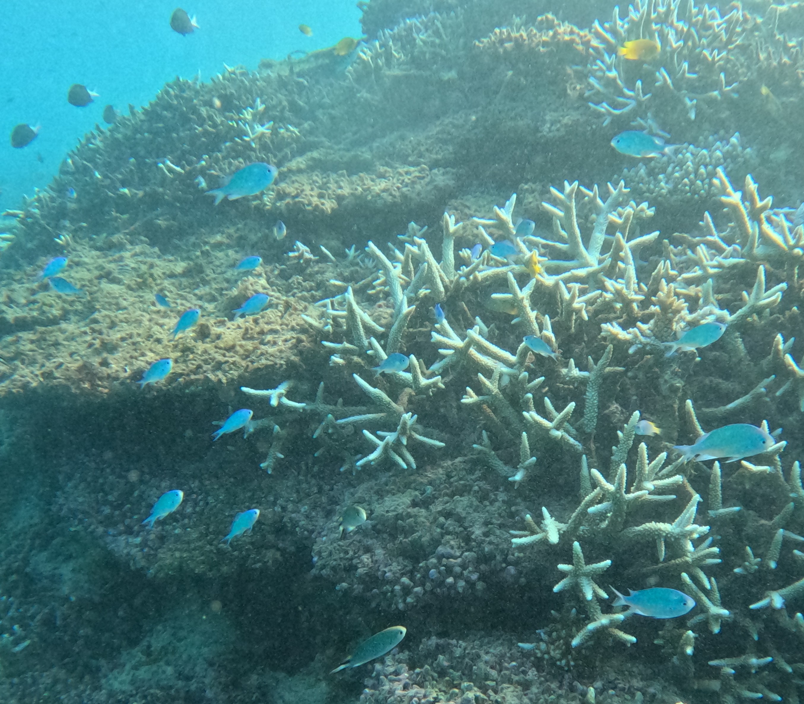 デバスズメダイ