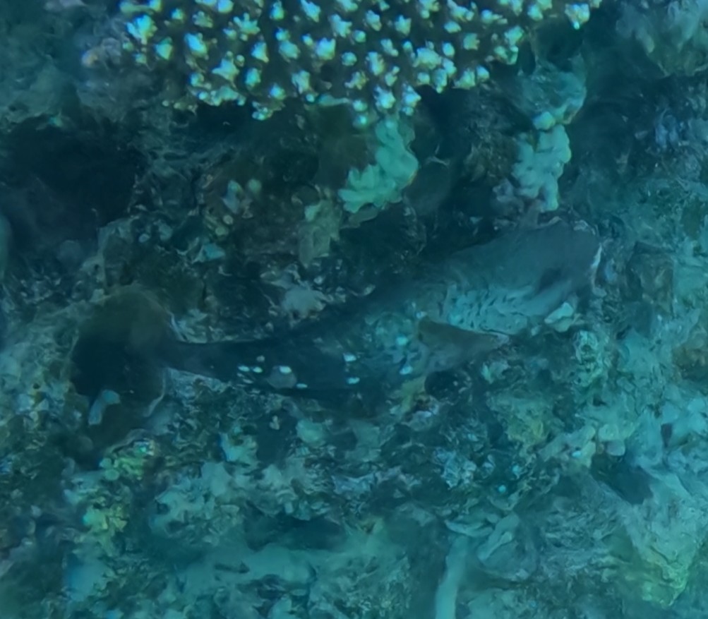 ハゲブダイ(メス)