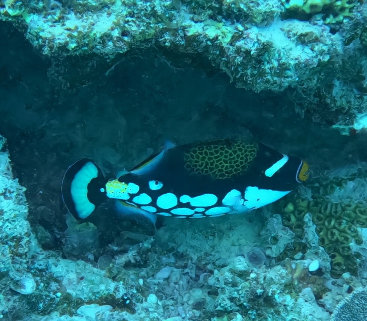 モンガラカワハギ