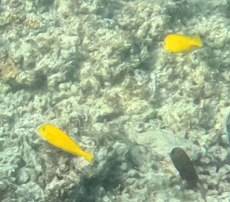 モンツキハギ(黄色)