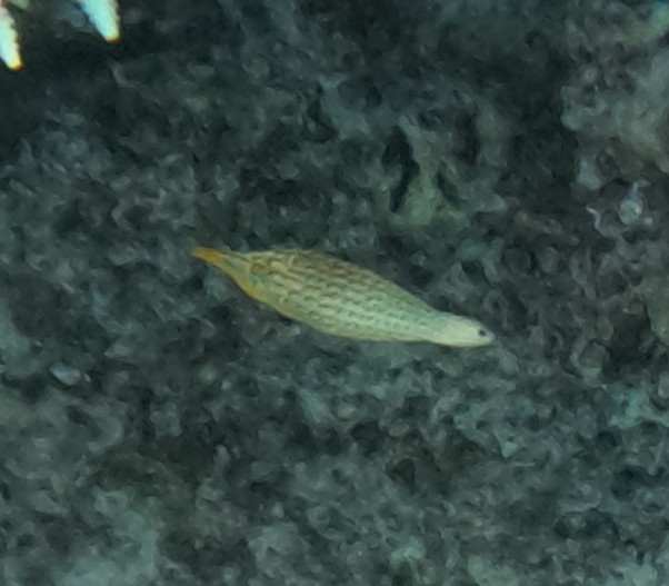 テングカワハギ