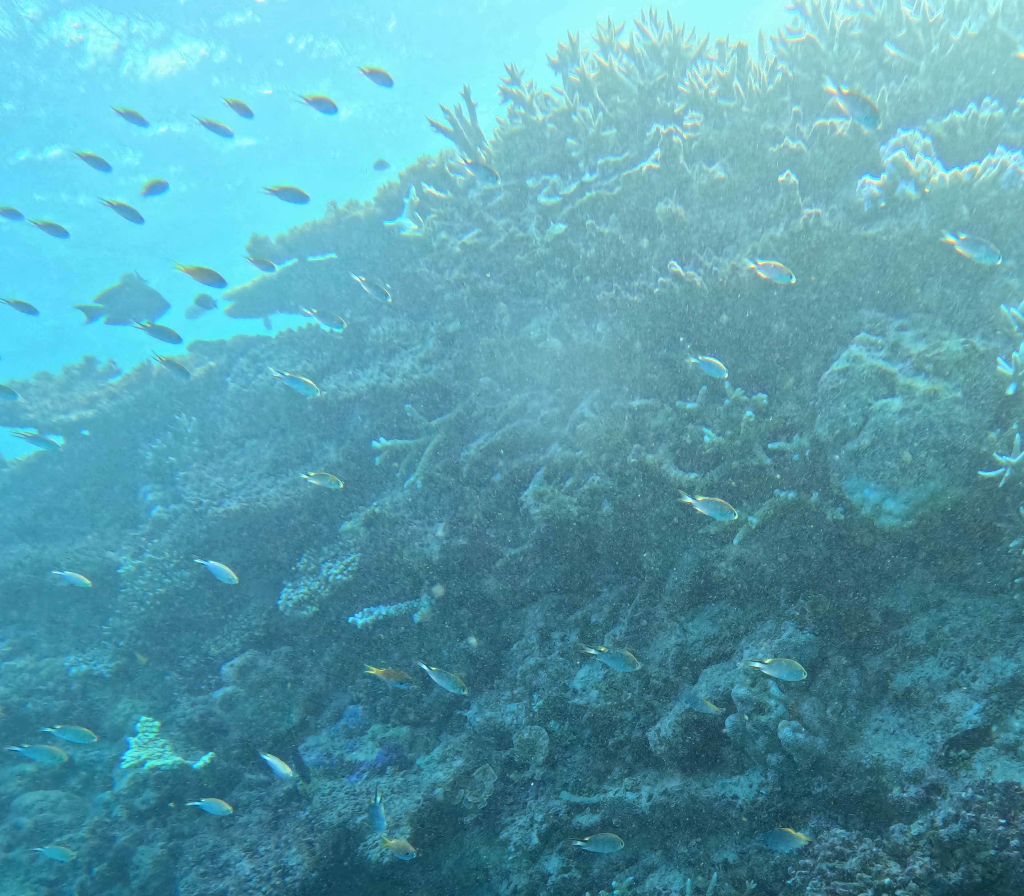 マツバスズメダイ