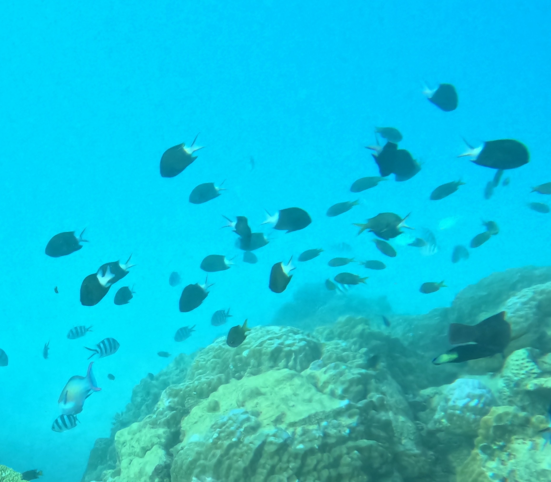 アマミスズメダイ