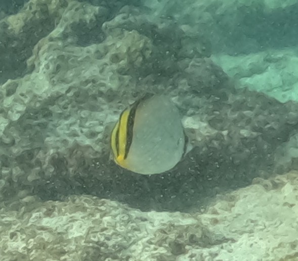 フウライチョウチョウウオ