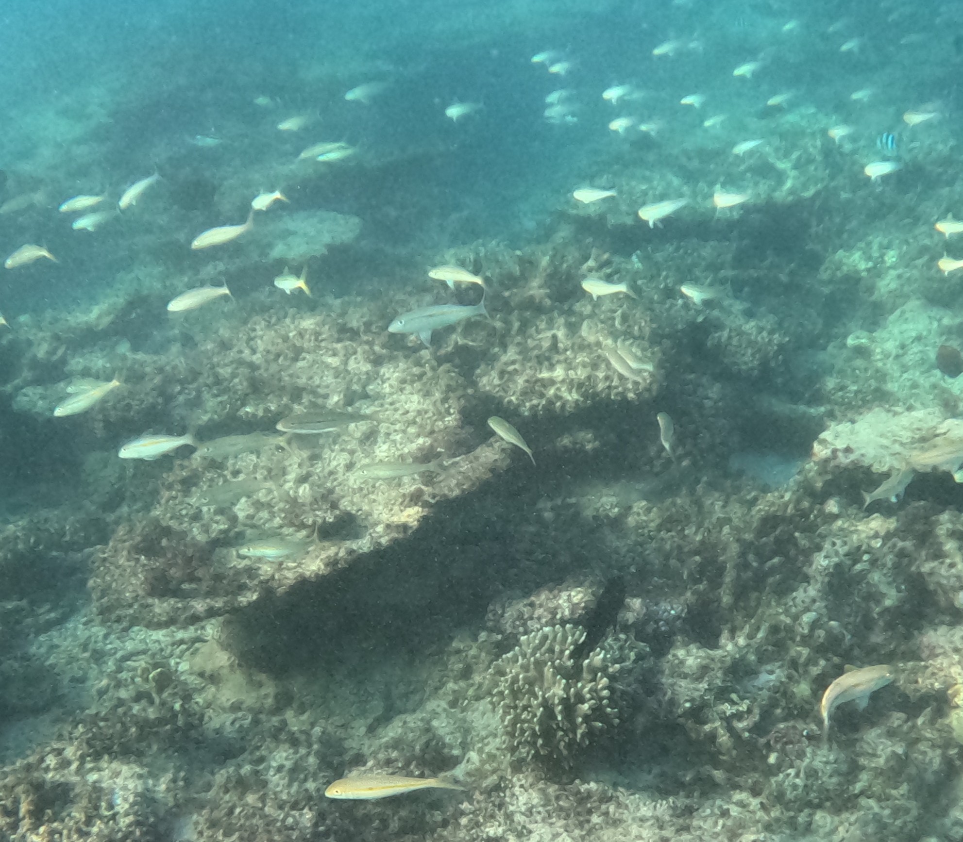 モンツキアカヒメジ