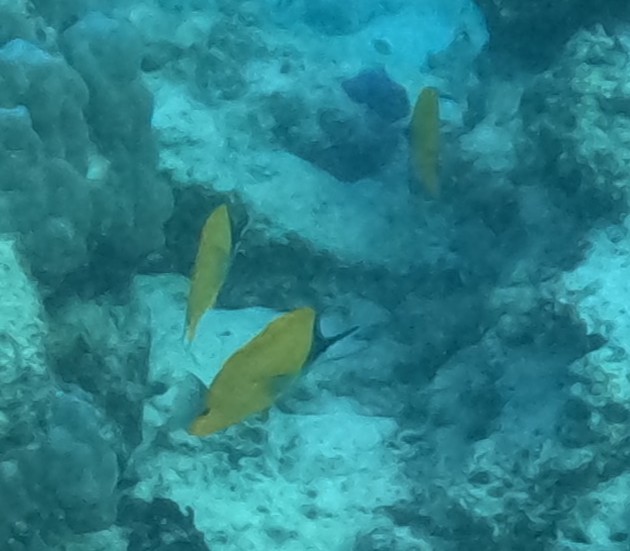 フエヤッコダイ