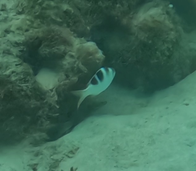 ヨコシマクロダイ