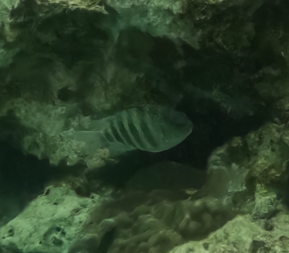 シチセンスズメダイ