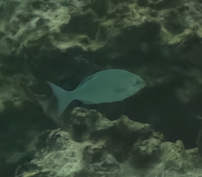 ミナミイスズミ