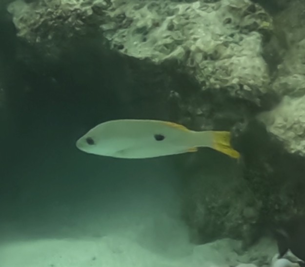 クロホシフエダイ